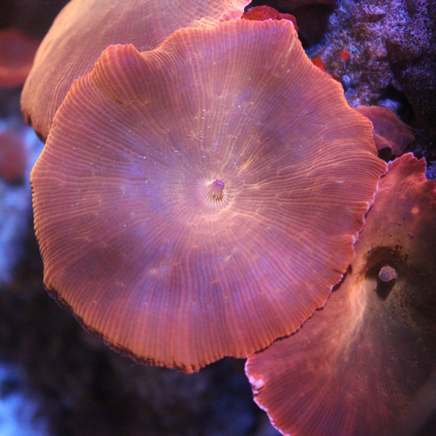 Iron Man Mushroom