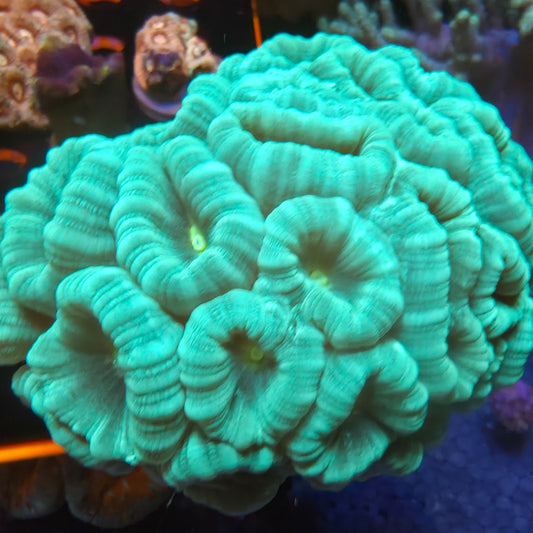 Green Candy Cane Coral