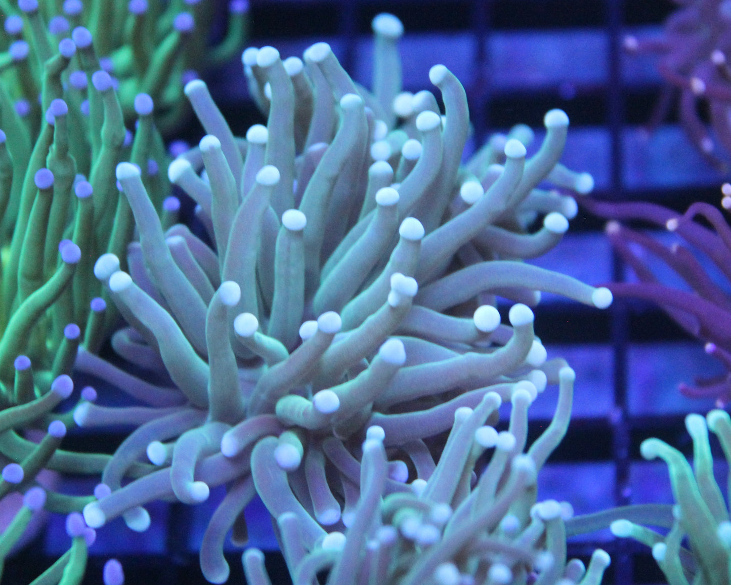 White Tip Torch