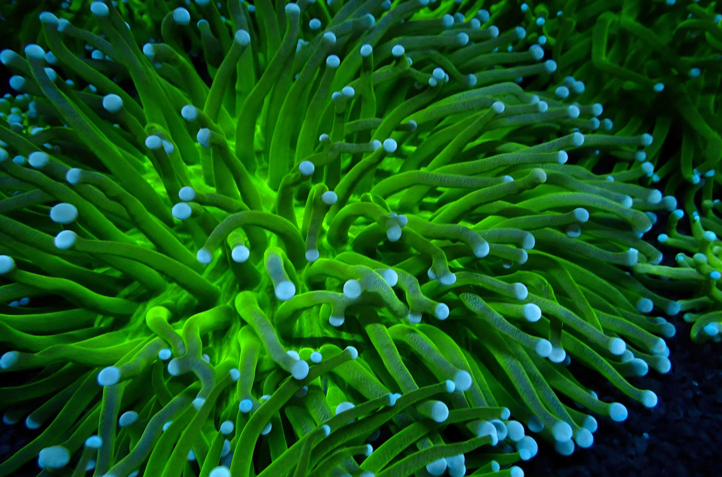 Long Tentacle Plate Coral