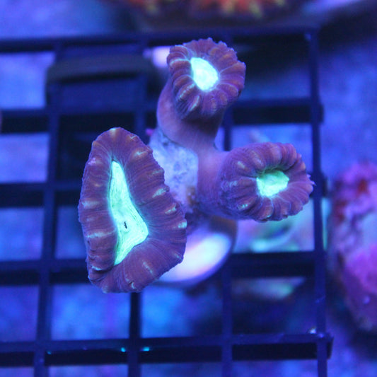 Purple Candy Cane