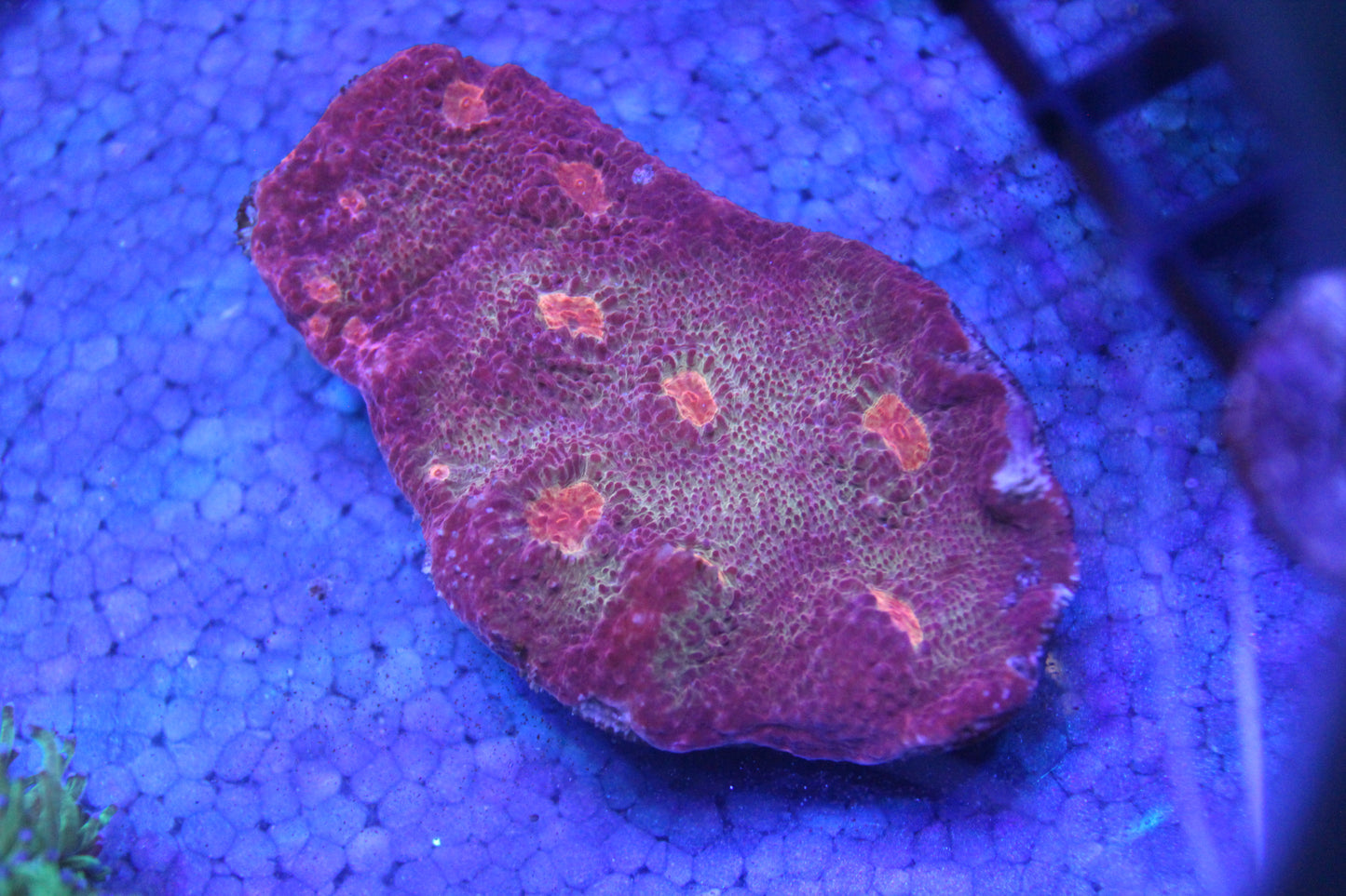Nebula Vein Chalice (WYSIWYG)