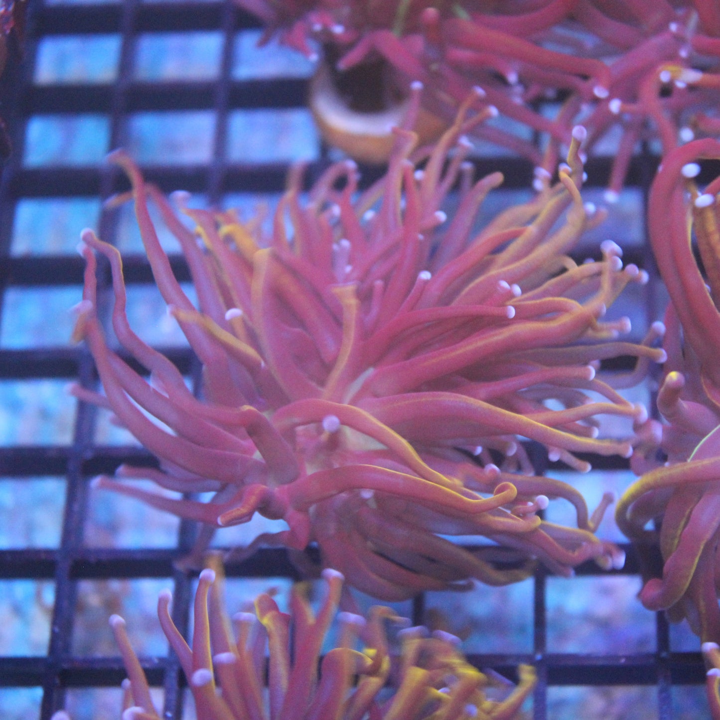 Wolverine Torch Coral