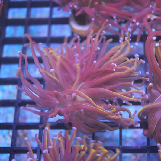 Wolverine Torch Coral