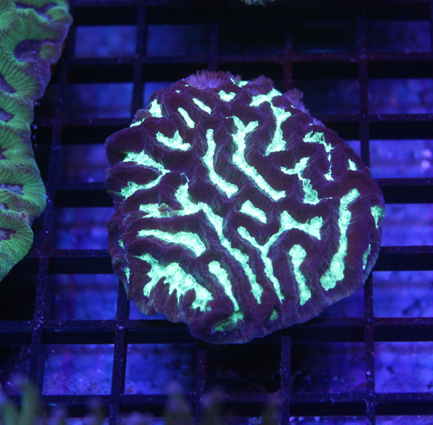 WYSIWYG Maze Brain Coral